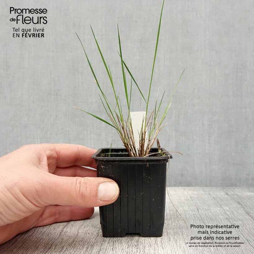 Example of Stipa pulcherrima - Stipe admirable Kweekpotje van 8/9 cm as you get in hiver