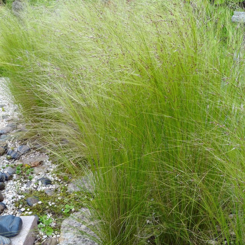 Stipa tenuifolia Pony Tails - Vedergras (Flowering)
