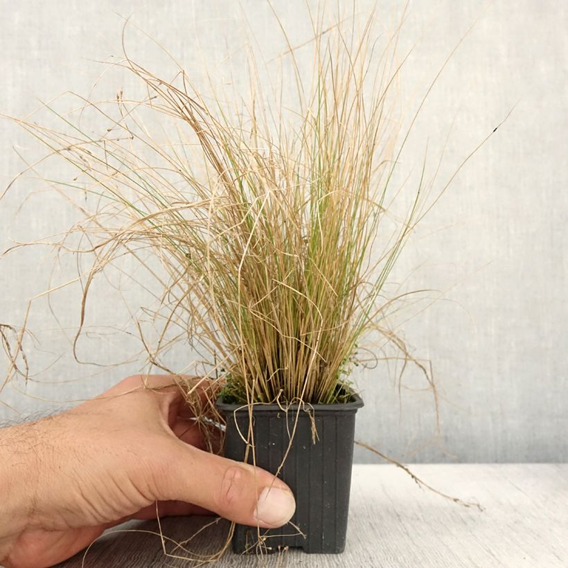 Exemplaar van Stipa trichotoma Palomino - Stipe à feuilles dentées Godet de 8/9 cm zoals geleverd in de herfst