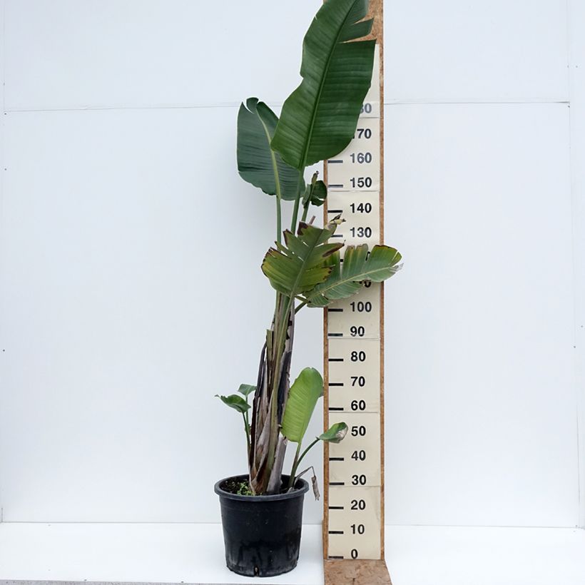 Example of Strelitzia augusta (alba) - Oiseau de Paradis blanc  Pot de 30L/35L as you get in hiver