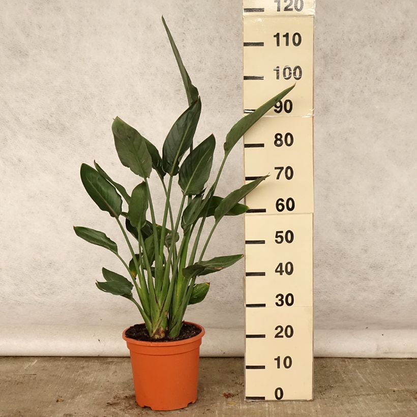 Exemplaar van Strelitzia reginae - Paradijsvogelbloem Pot van 6 l/7 l zoals geleverd in de zomer