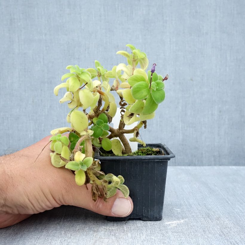 Exemplaar van Streptocarpus saxorum Paars - Kaapse primula Kweekpotje van 8/9 cm zoals geleverd in de herfst