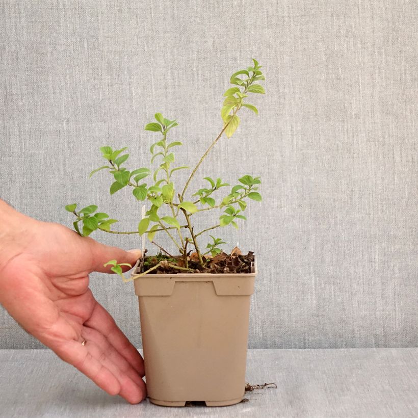 Example of Streptosolen jamesonii - Browallia orange Kweekpotje van 8/9 cm as you get in ete