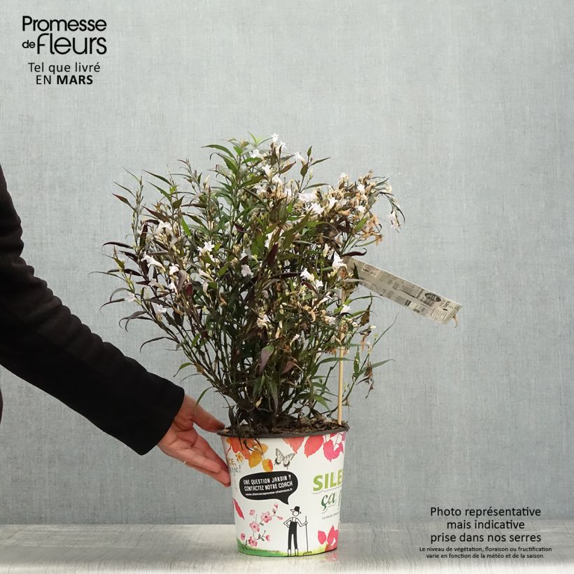 Exemplaar van Strobilanthes anisophyllus Brunetthy - Trompetkruid Pot van 3 l/4 l zoals geleverd in de lente