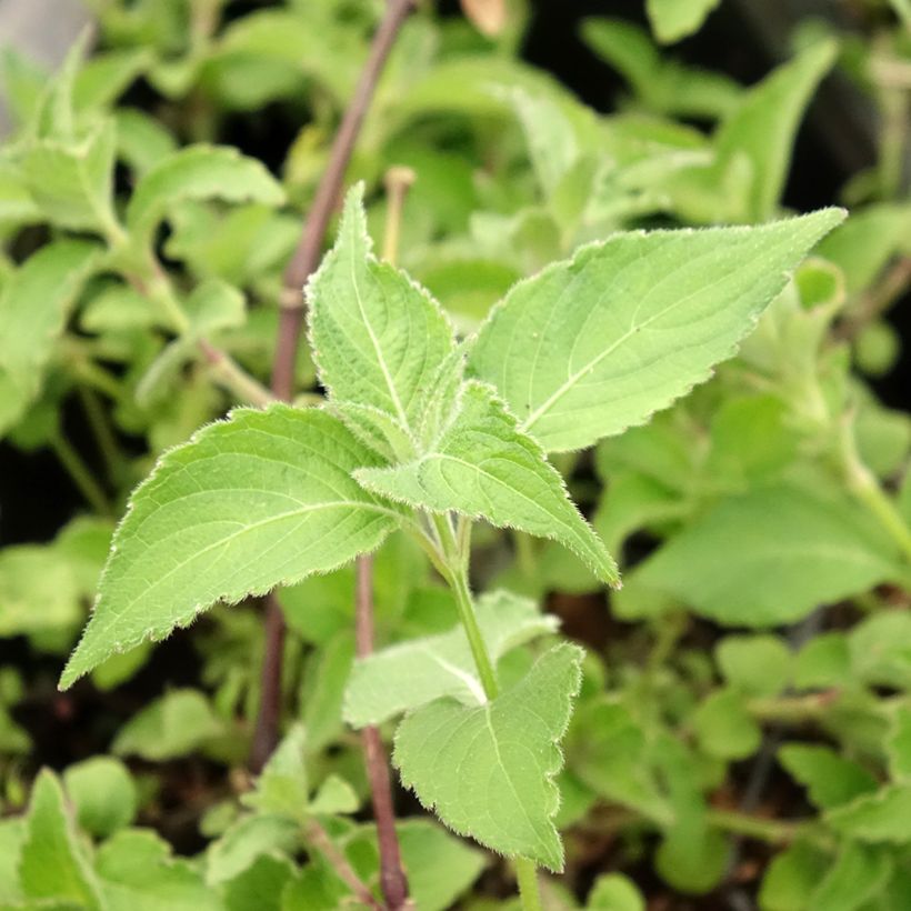 Strobilanthes attenuata Blue Carpet - Trompetkruid (Blad)