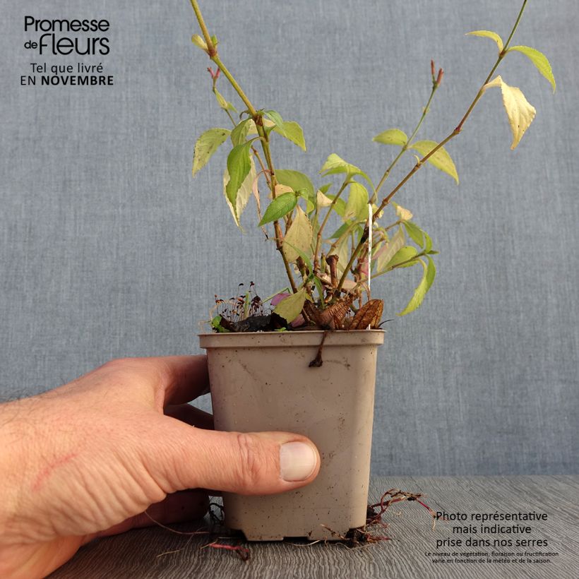 Exemplaar van Strobilanthes attenuata - Trompetkruid Kweekpotje van 8/9 cm zoals geleverd in de herfst