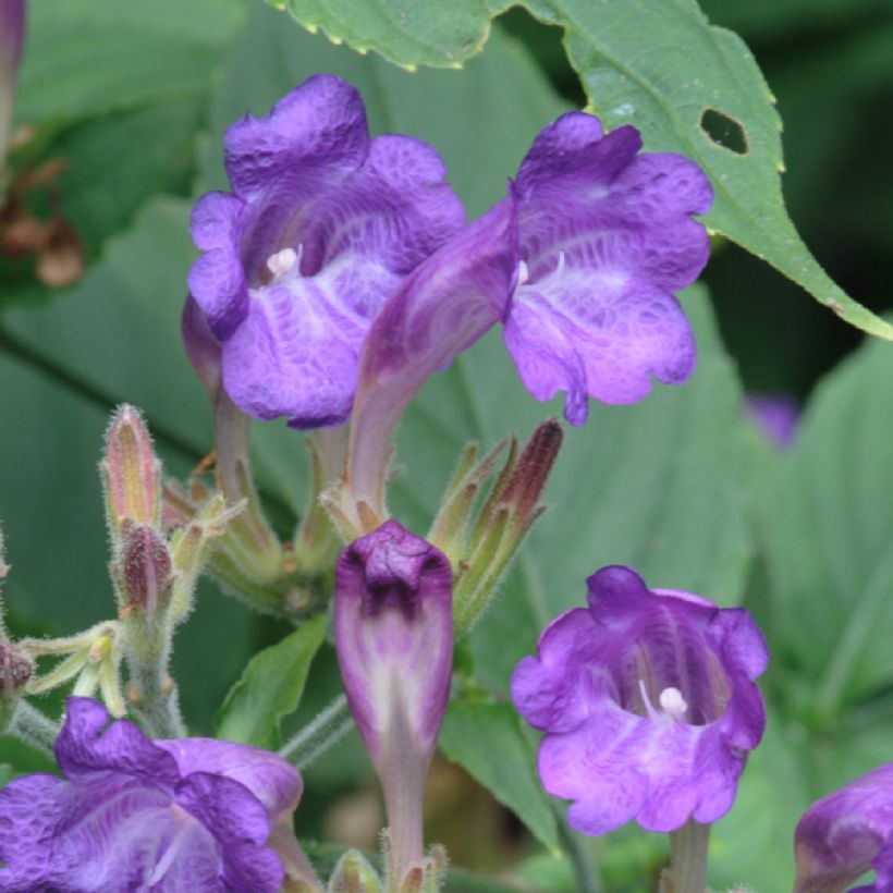 Strobilanthes penstemonoides - Trompetkruid (Bloei)