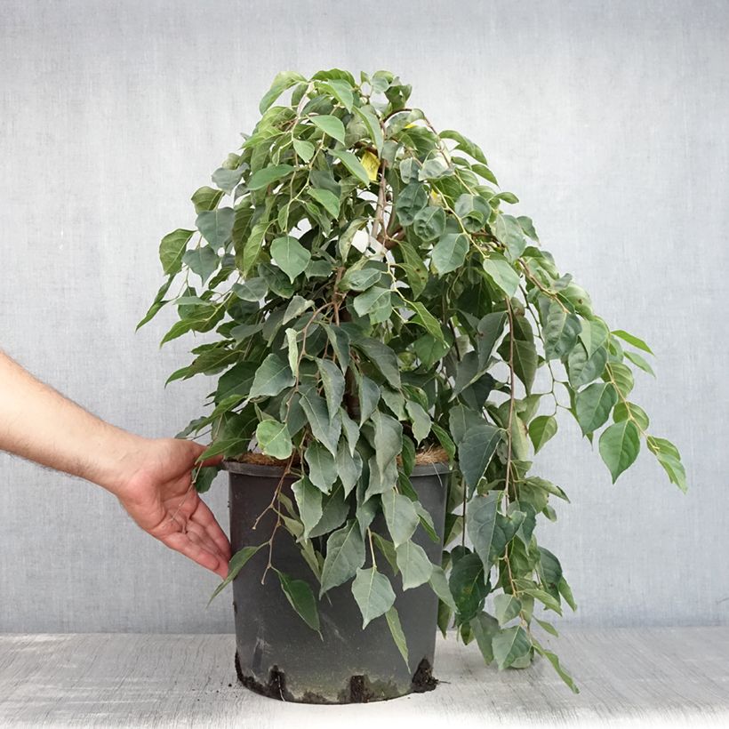 Exemplaar van Styrax japonica Fragrant Fountain - Japanse storaxboom Pot van 12 l/15 l zoals geleverd in de zomer