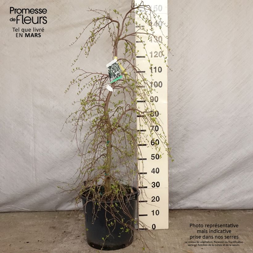 Exemplaar van Styrax japonica Fragrant Fountain - Japanse storaxboom Pot de 30L/35L zoals geleverd in de lente