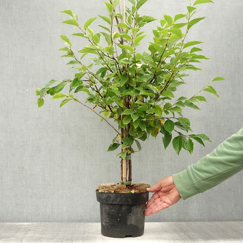 Exemplaar van Styrax japonicus Snowfall - Japanse storaxboom Pot van 4 l/5 l zoals geleverd in de zomer