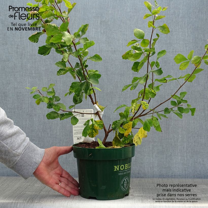 Exemplaar van Rhus aromatica Gro-Low - Welriekende sumak Pot van 3 l/4 l zoals geleverd in de herfst