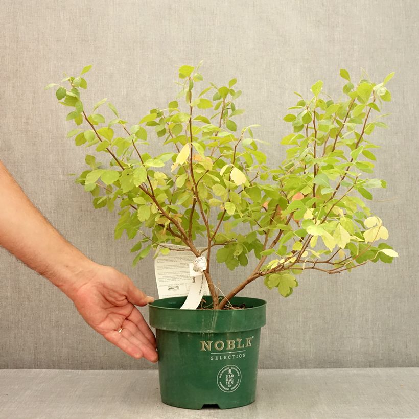 Exemplaar van Rhus aromatica Gro-Low - Welriekende sumak Pot van 3 l/4 l zoals geleverd in de zomer