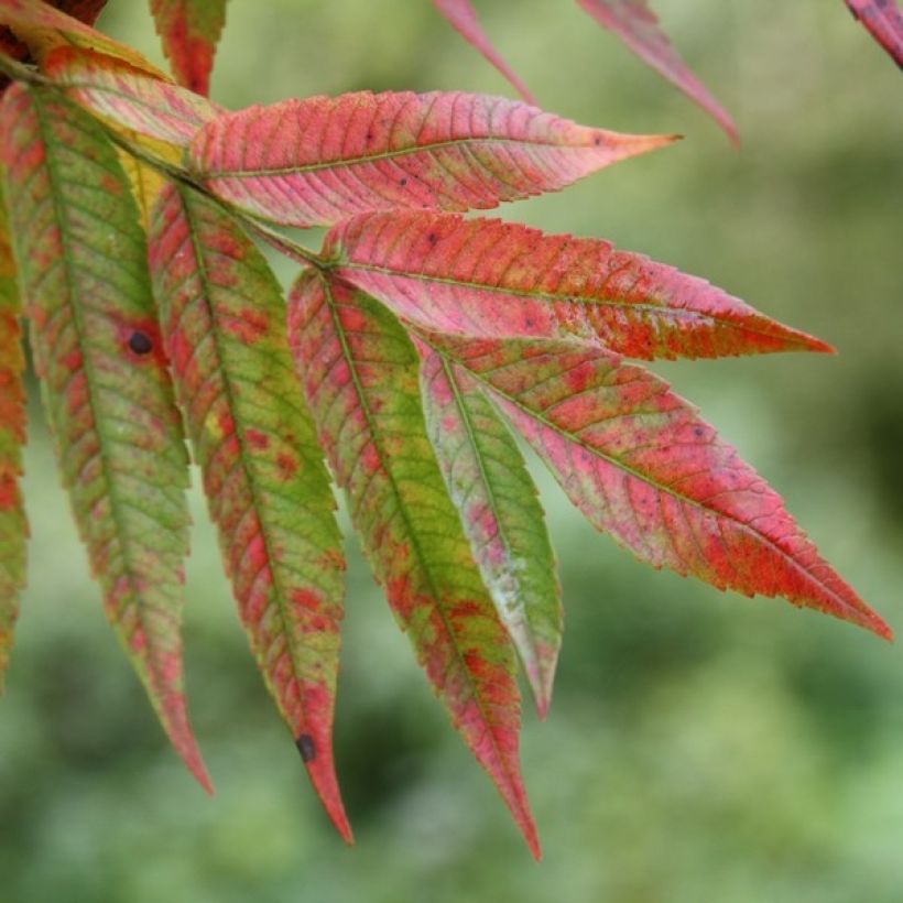 Rhus typhina - Fluweelboom (Foliage)