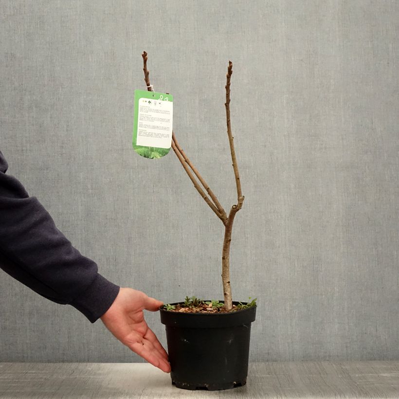 Exemplaar van Rhus typhina Dissecta - Fluweelboom Pot van 3 l/4 l zoals geleverd in de lente