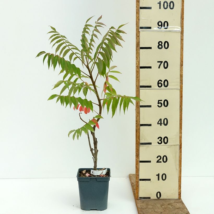 Exemplaar van Rhus typhina - Fluweelboom Pot van 4 l/5 l zoals geleverd in de zomer