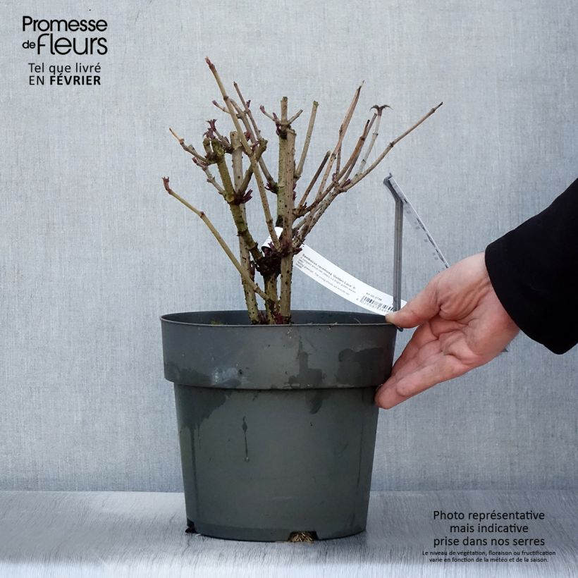 Exemplaar van Sureau à grappes - Sambucus racemosa Golden Lace Pot de 6L/7L zoals geleverd in de winter