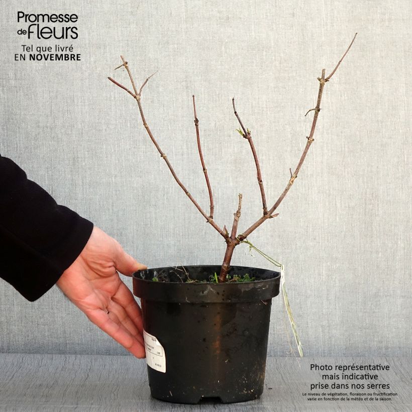 Exemplaar van Sambucus racemosa Sutherland Gold - Trosvlier Pot van 2 l/3 l zoals geleverd in de herfst