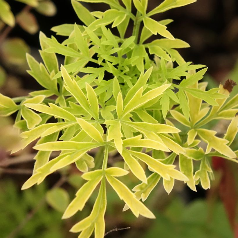Sambucus racemosa Sutherland Gold - Trosvlier (Blad)