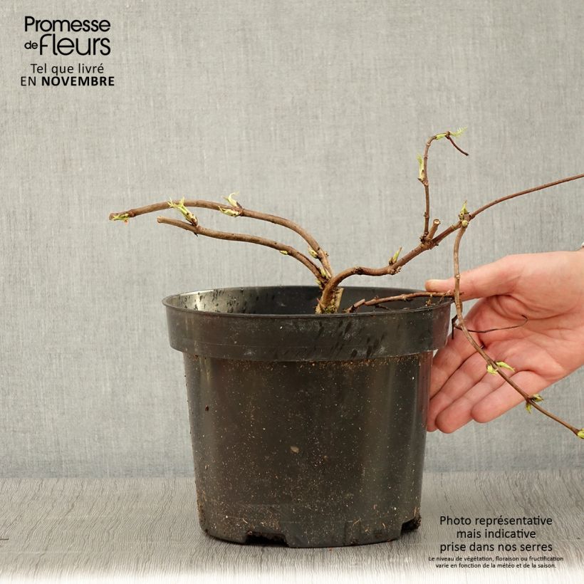 Exemplaar van Sureau à grappes - Sambucus racemosa Tenuifolia Pot de 4L/5L zoals geleverd in de herfst