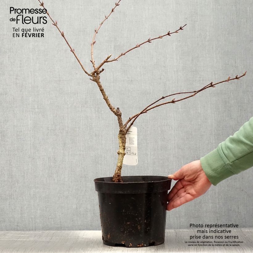 Example of Sambucus racemosa Tenuifolia - Trosvlier Pot van 4 l/5 l as you get in hiver