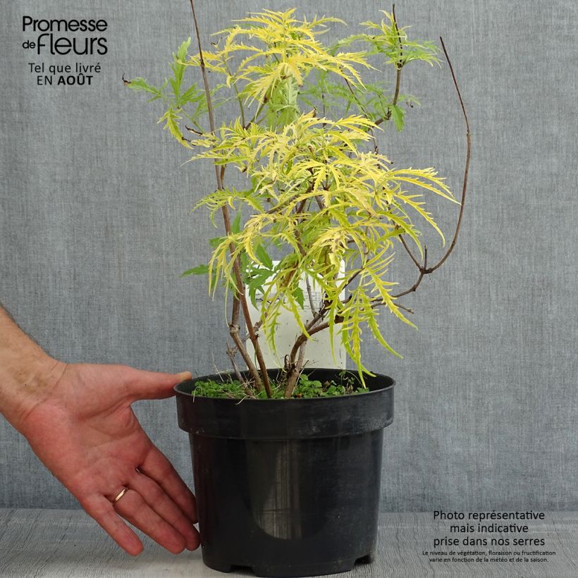 Exemplaar van Sambucus racemosa Welsh Gold - Trosvlier Pot van 3 l/4 l zoals geleverd in de zomer