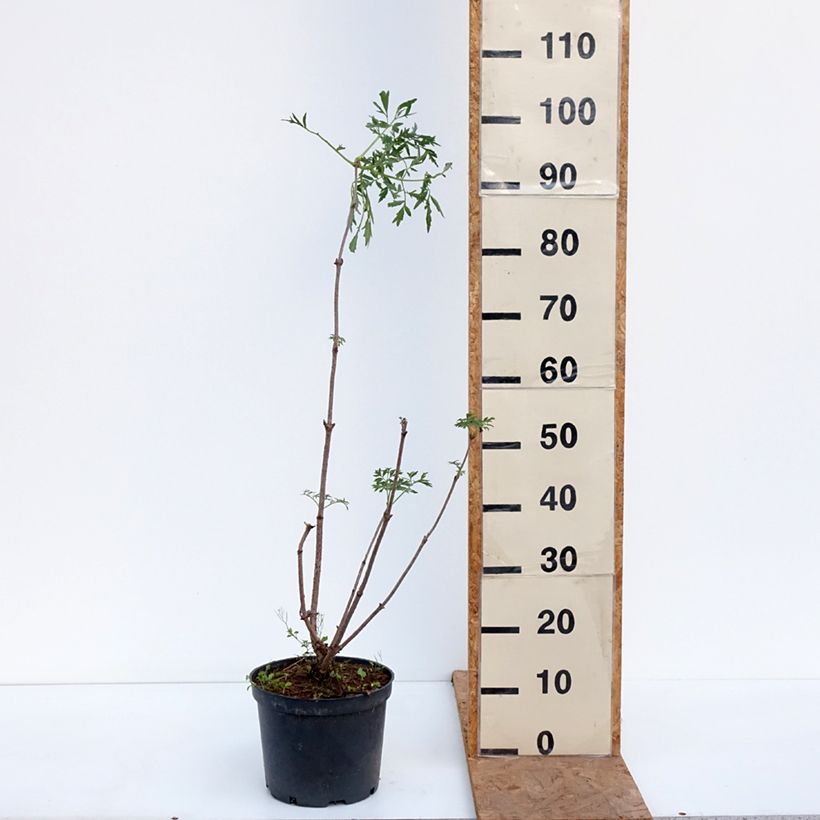 Example of Sureau du Canada - Sambucus canadensis Acutiloba Pot van 4 l/5 l as you get in automne