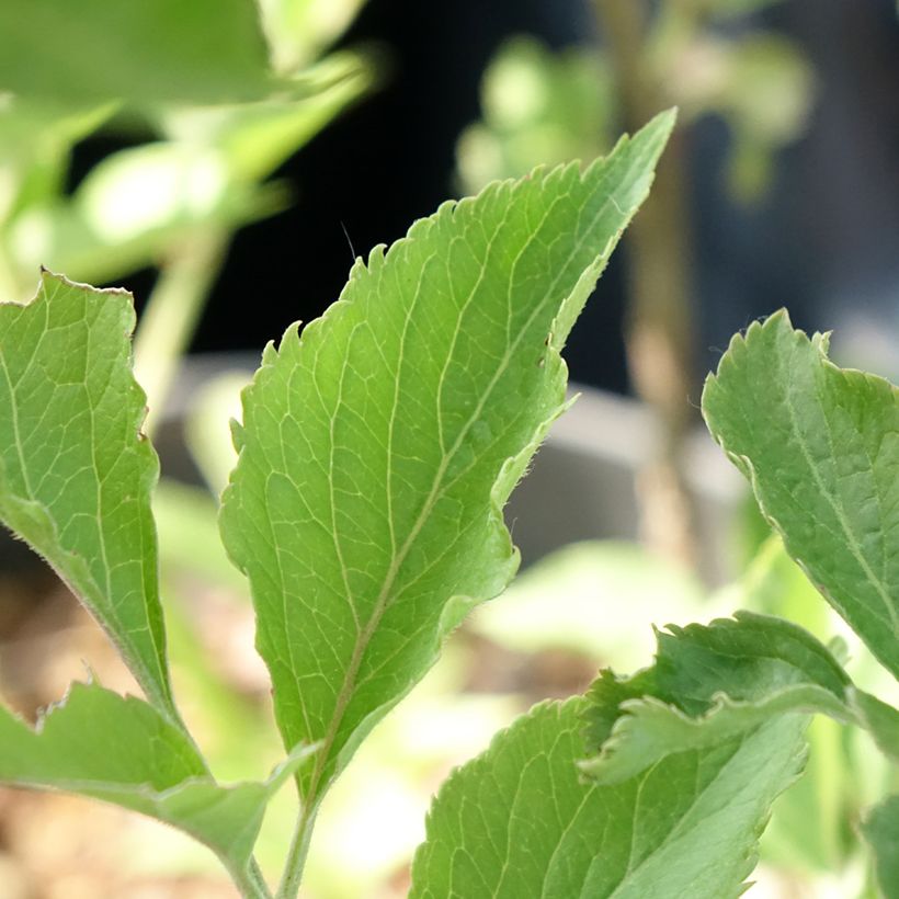 Sambucus nigra Albida - Gewone vlier (Blad)