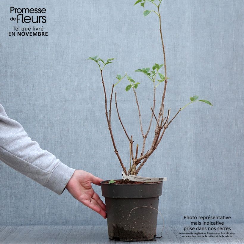 Exemplaar van Sambucus nigra Albida - Gewone vlier Pot van 4 l/5 l zoals geleverd in de herfst
