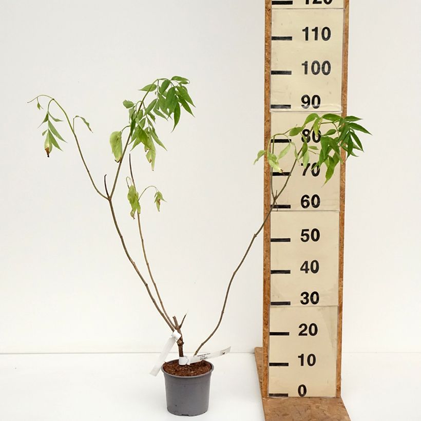 Example of Sureau noir  - Sambucus nigra Aurea Pot van 2 l/3 l as you get in automne