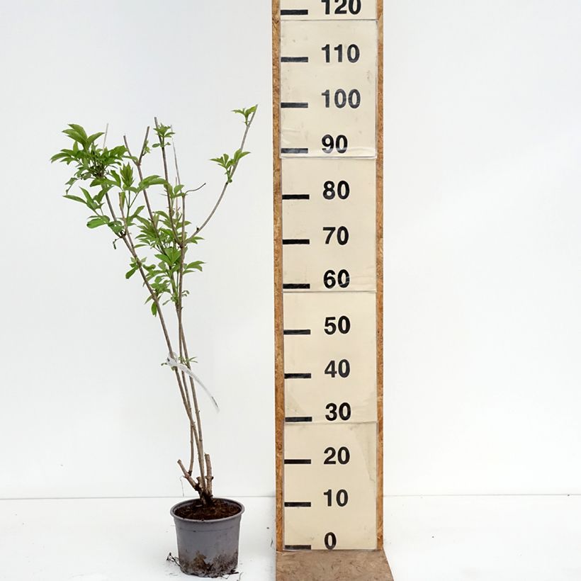 Exemplaar van Sambucus nigra Aurea - Gewone vlier Pot van 2 l/3 l zoals geleverd in de lente