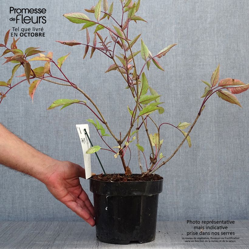 Exemplaar van Sambucus nigra Black Beauty - Gewone vlier Pot van 2 l/3 l zoals geleverd in de herfst