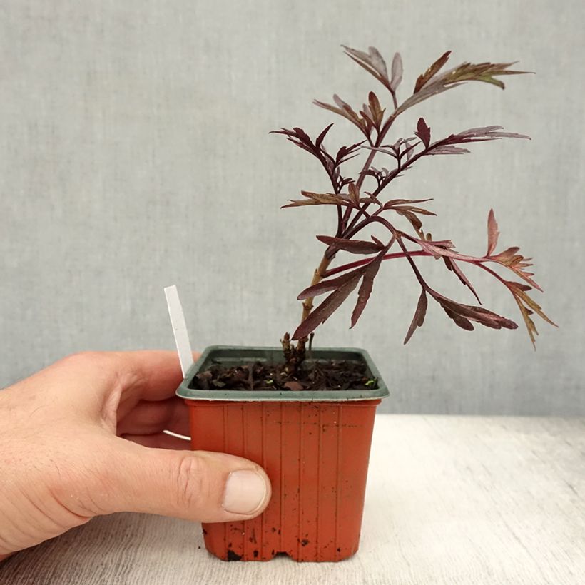 Exemplaar van Sambucus nigra Black Lace - Gewone vlier Kweekpotje van 8/9 cm zoals geleverd in de herfst