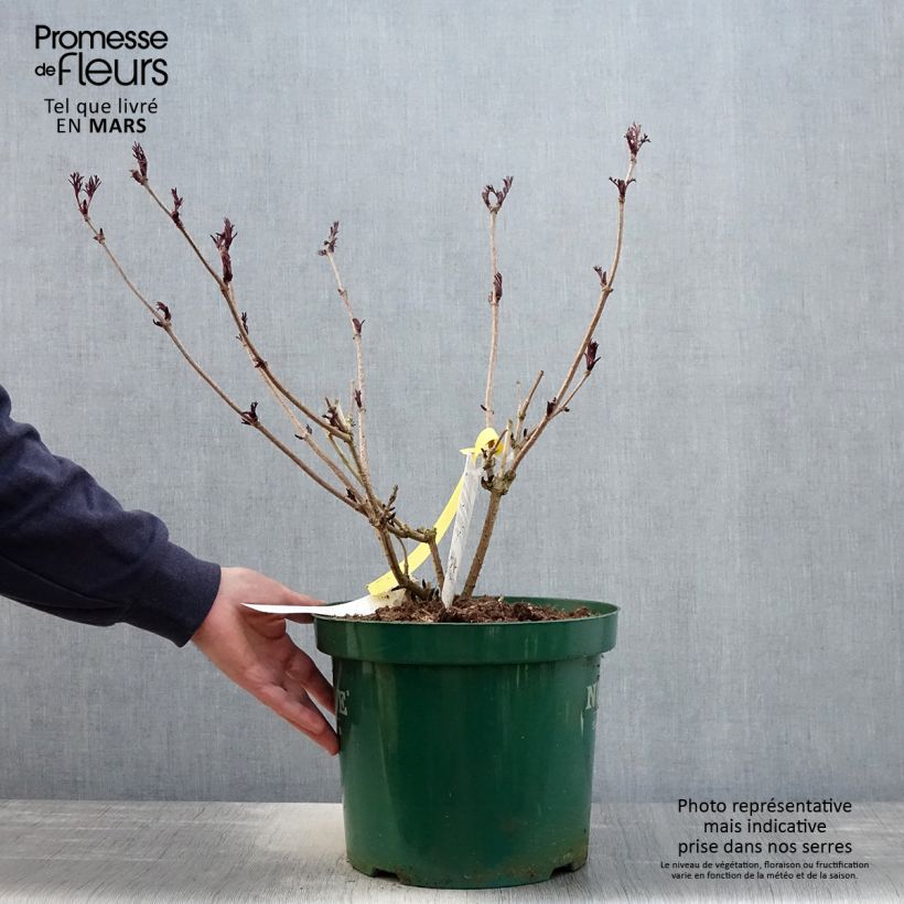 Exemplaar van Sambucus nigra Black Lace - Gewone vlier Pot van 6 l/7 l zoals geleverd in de lente