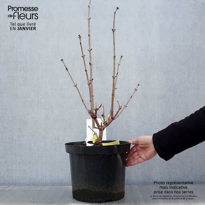 Example of Sambucus nigra Black Tower - Gewone vlier Pot van 7,5 l/10 l as you get in hiver