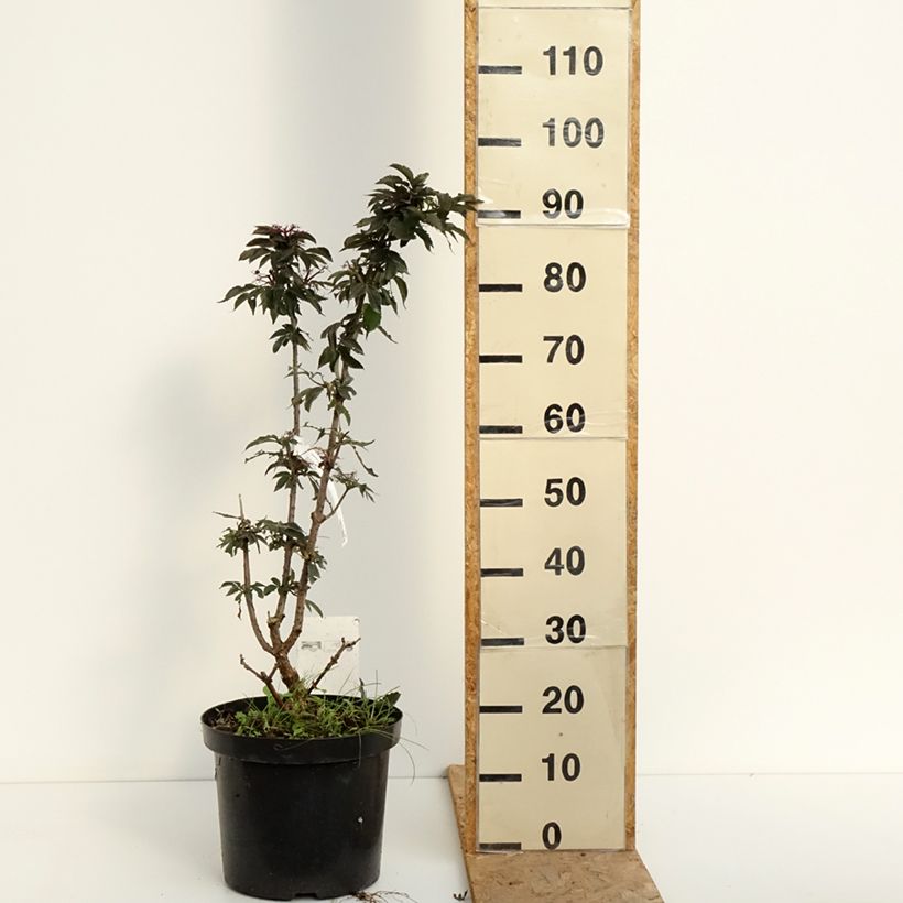 Exemplaar van Sambucus nigra Black Tower - Gewone vlier Pot van 7,5 l/10 l zoals geleverd in de zomer