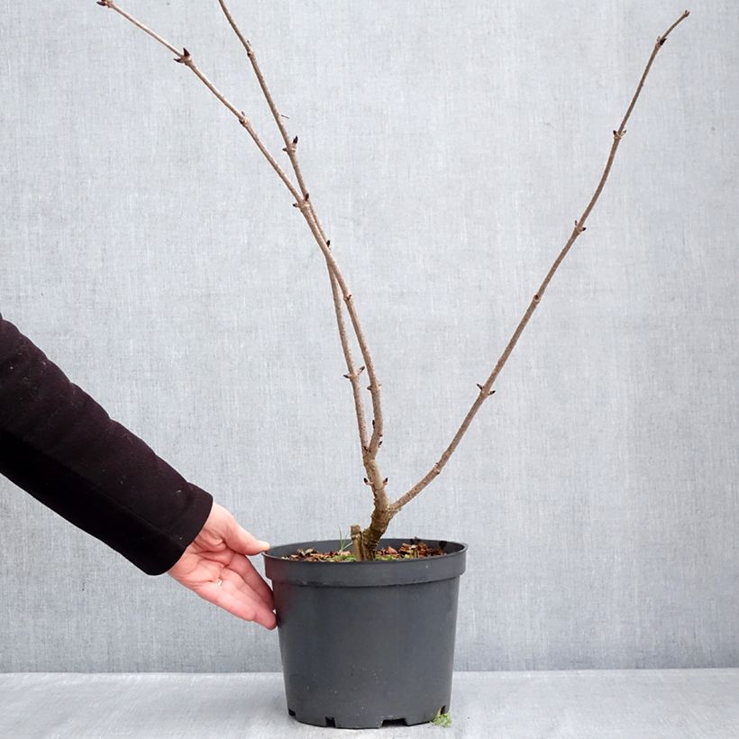 Example of Sambucus nigra Blue Sheen - Gewone vlier Pot van 4 l/5 l as you get in hiver