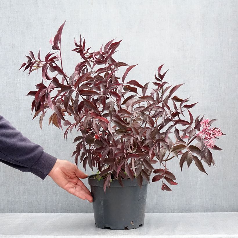 Exemplaar van Sambucus nigra Blue Sheen - Gewone vlier Pot van 4 l/5 l zoals geleverd in de lente