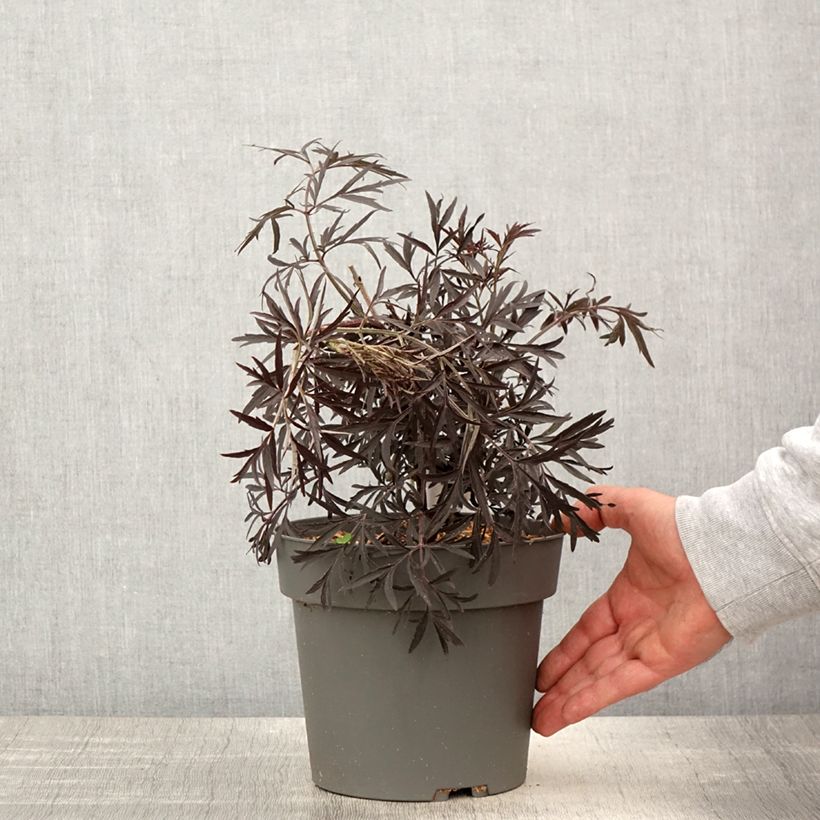 Example of Sureau noir - Sambucus nigra Cherry Lace Pot van 3 l/4 l as you get in printemps