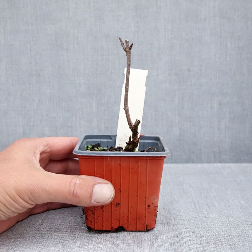 Exemplaar van Sambucus nigra Golden Spark - Gewone vlier Kweekpotje van 8/9 cm zoals geleverd in de herfst