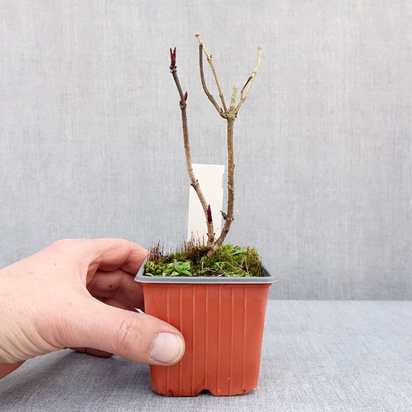 Example of Sureau noir - Sambucus nigra Golden Spark Kweekpotje van 8/9 cm as you get in hiver