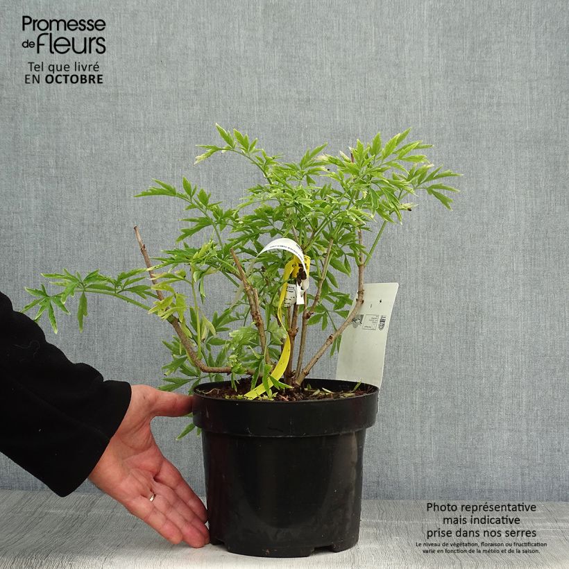 Exemplaar van Sambucus nigra Golden Tower - Gewone vlier Pot van 3 l/4 l zoals geleverd in de herfst