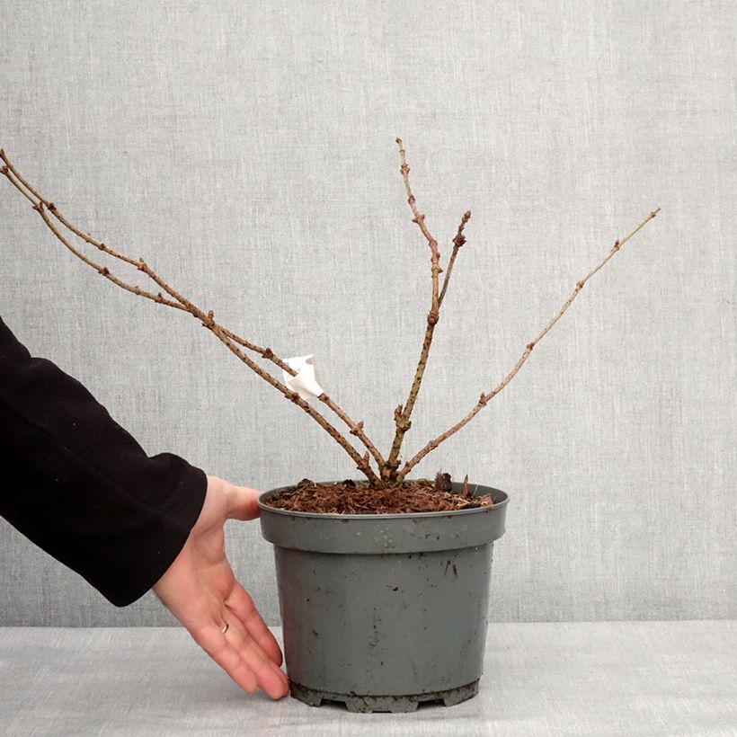 Exemplaar van Sureau noir - Sambucus nigra Haidegg 17 Pot van 3 l/4 l, Pol zoals geleverd in de winter