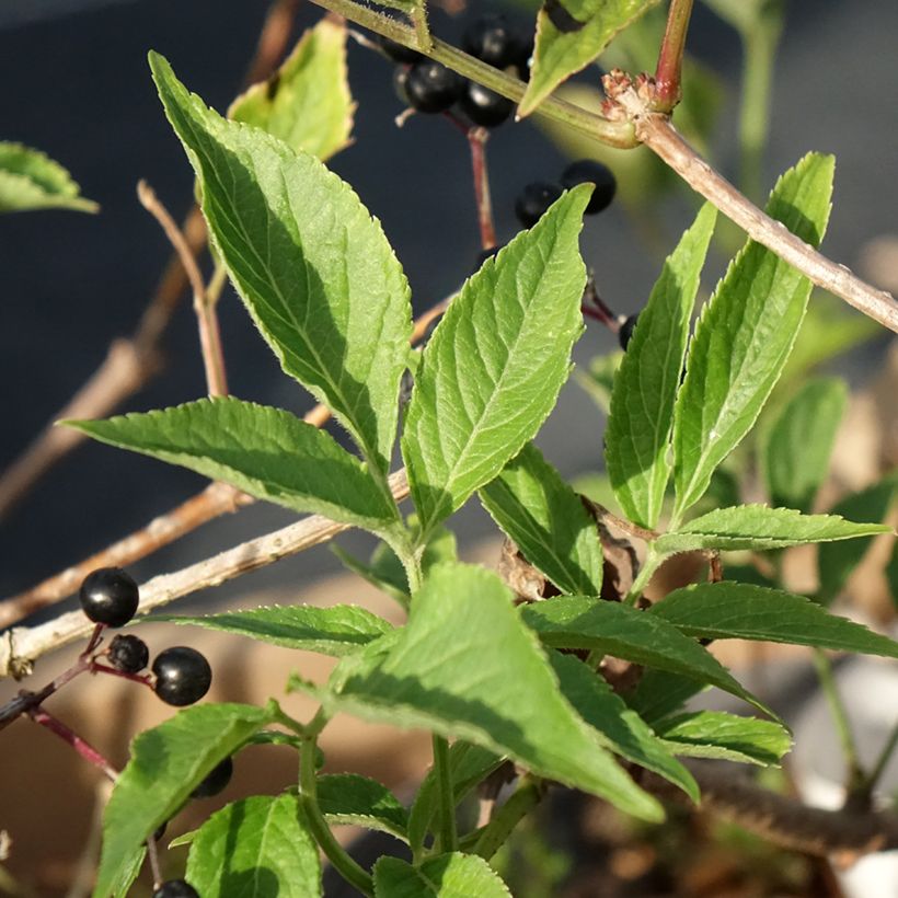 Vlier Haidegg 17 (Blad)