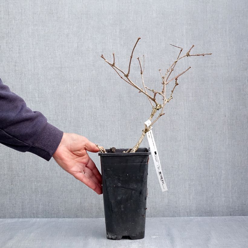 Exemplaar van Vlier Haidegg 17 Pot van 3 l/4 l, Pol zoals geleverd in de herfst