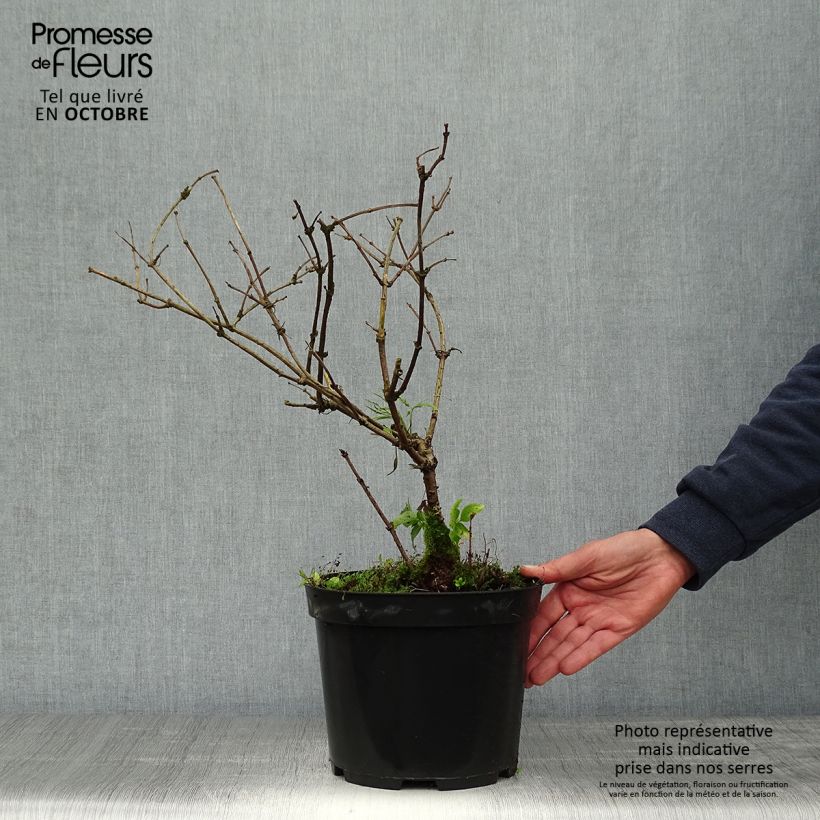 Exemplaar van Sambucus nigra Linearis - Gewone vlier Pot van 3 l/4 l zoals geleverd in de herfst