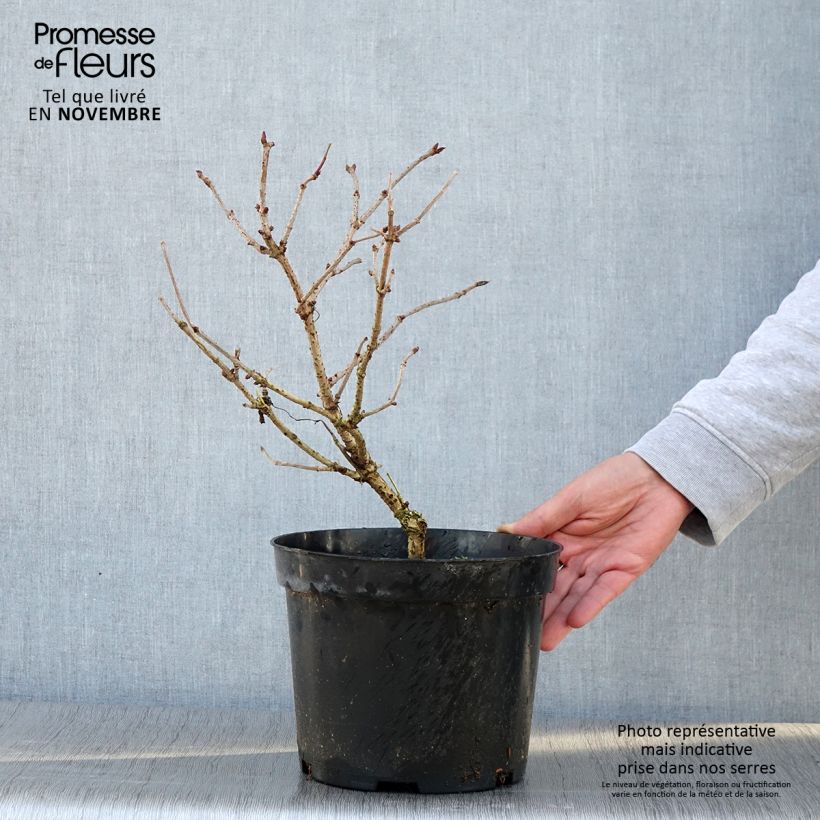 Exemplaar van Sambucus nigra Marion Bull - Gewone vlier Pot van 4 l/5 l zoals geleverd in de herfst