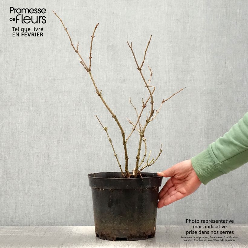 Example of Sureau noir - Sambucus nigra Marion Bull Pot van 4 l/5 l as you get in hiver