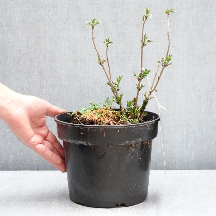 Exemplaar van Sambucus nigra Obelisk - Gewone vlier Pot van 4 l/5 l zoals geleverd in de winter