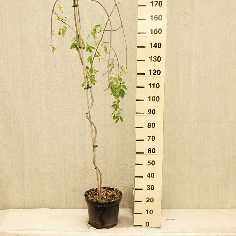 Exemplaar van Sambucus nigra Pendula - Gewone vlier Pot van 7,5 l/10 l zoals geleverd in de zomer