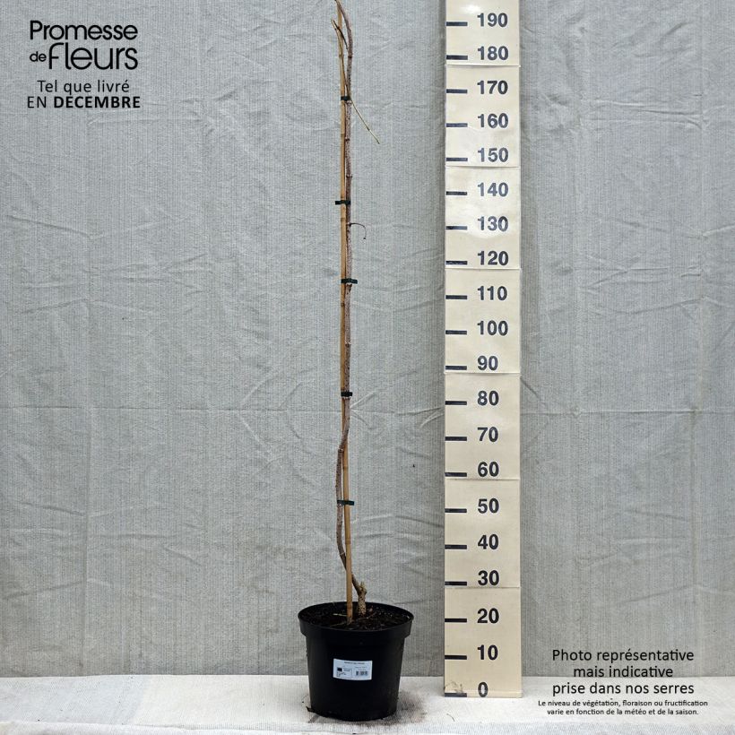 Example of Sureau noir - Sambucus nigra Pendula Pot van 7,5 l/10 l as you get in hiver